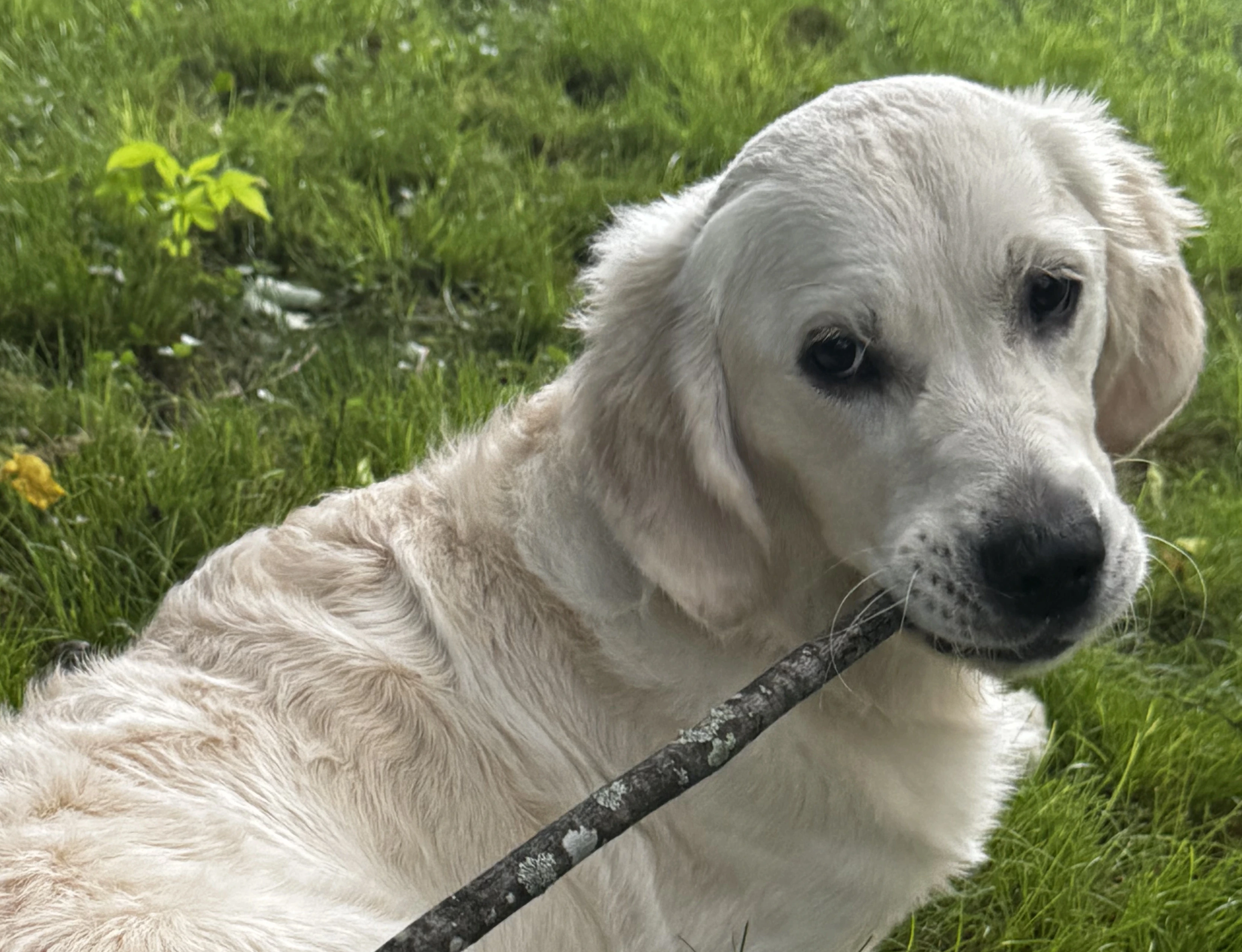 A golden lab. The newest co-therapist at Bodhi Tree MHC in New York.